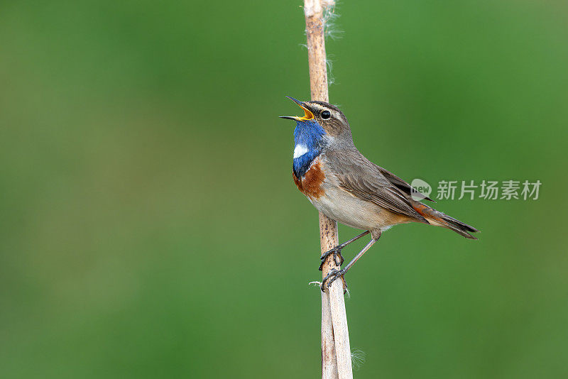 美丽的雄性蓝喉鱼(Luscinia svecica)